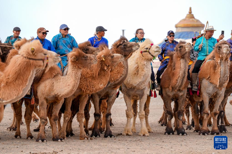 ?шк? Мо???лда?ы т?йе боталарыны? мерекес?