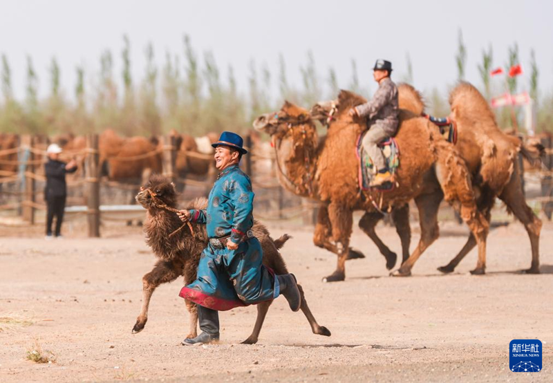 ?шк? Мо???лда?ы т?йе боталарыны? мерекес?