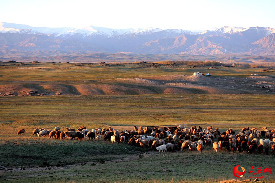 Алтай, Шы?жа?: 7 миллион мал есен-сау к?ктеуге к?шт?