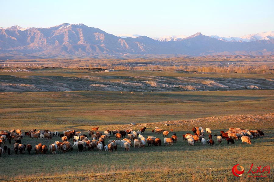 Алтай, Шы?жа?: 7 миллион мал есен-сау к?ктеуге к?шт?
