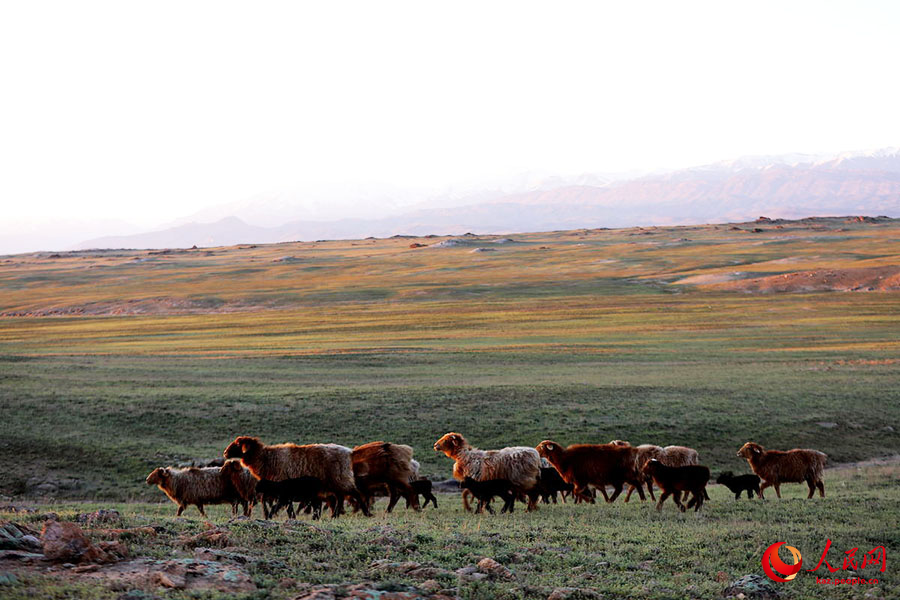 Алтай, Шы?жа?: 7 миллион мал есен-сау к?ктеуге к?шт?