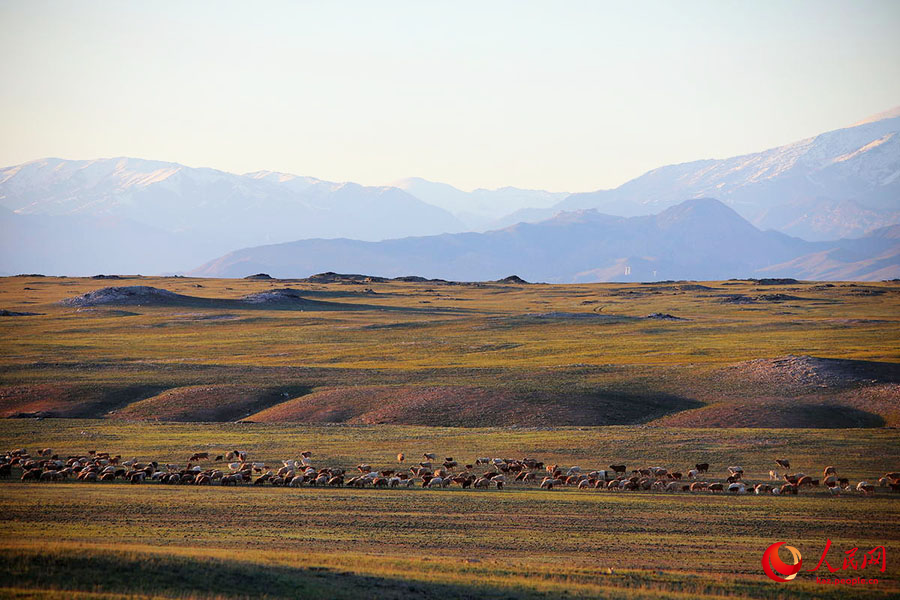 Алтай, Шы?жа?: 7 миллион мал есен-сау к?ктеуге к?шт?