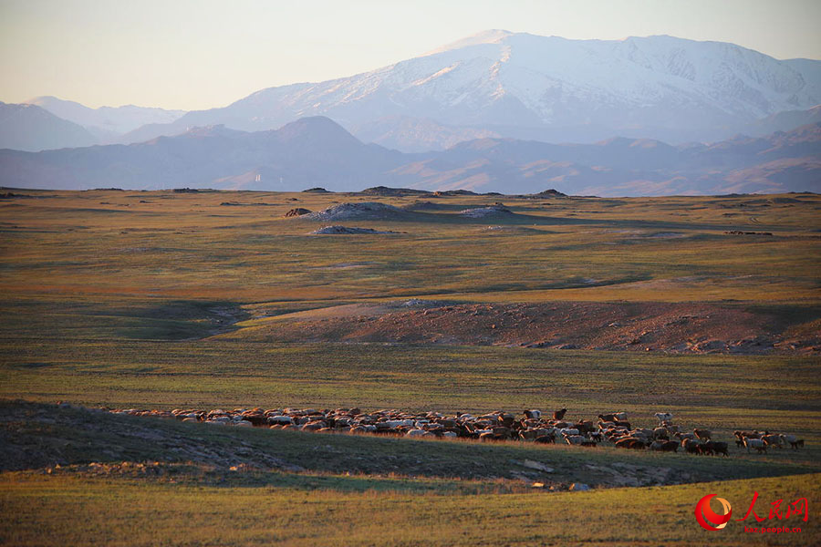 Алтай, Шы?жа?: 7 миллион мал есен-сау к?ктеуге к?шт?