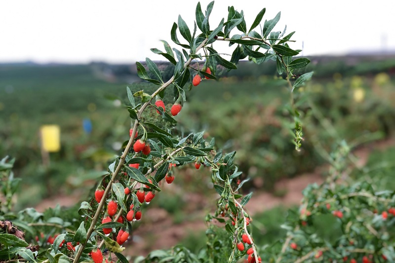 ?ытайды? жа?сы заты Нинся ала?аты