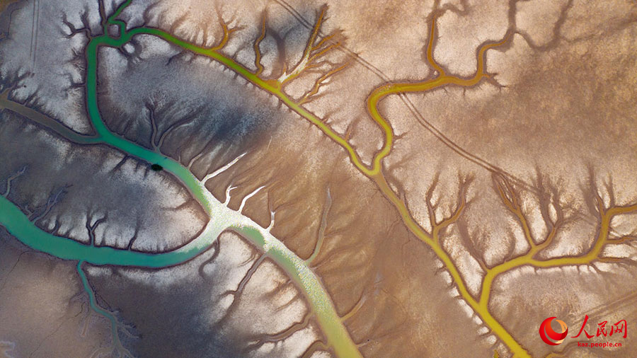 Сары те??зд?? (Хуанхай) сулы-батпа?ты ал?абында?ы а?аш т?р?зд? к?р?н?с