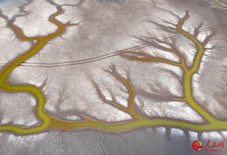 Сары те??зд?? (Хуанхай) сулы-батпа?ты ал?абында?ы а?аш т?р?зд? к?р?н?с