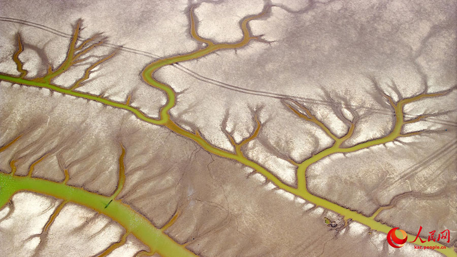 Сары те??зд?? (Хуанхай) сулы-батпа?ты ал?абында?ы а?аш т?р?зд? к?р?н?с