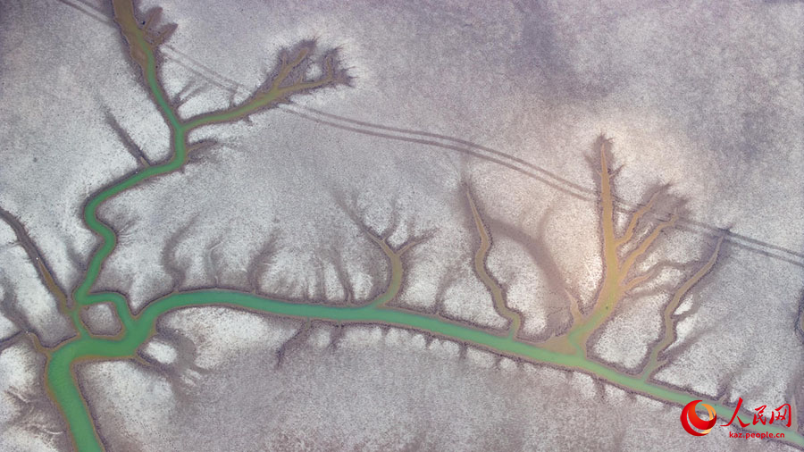 Сары те??зд?? (Хуанхай) сулы-батпа?ты ал?абында?ы а?аш т?р?зд? к?р?н?с