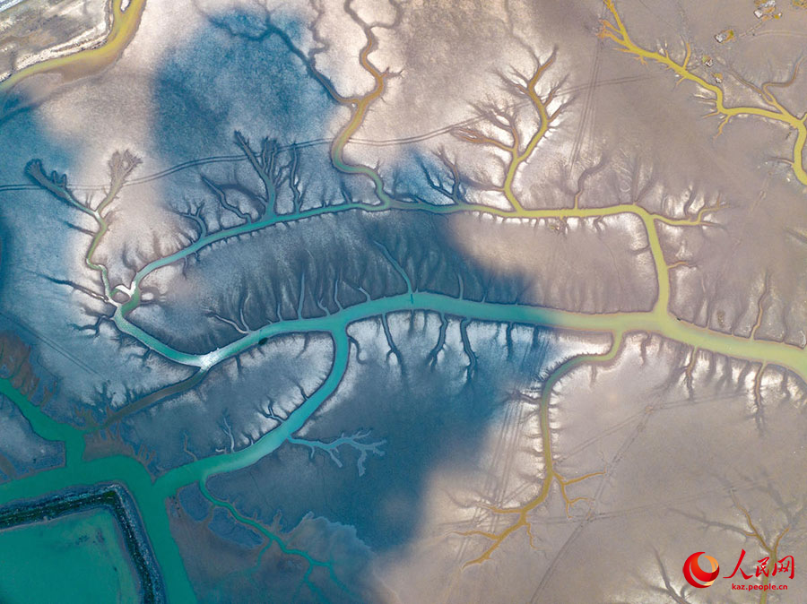 Сары те??зд?? (Хуанхай) сулы-батпа?ты ал?абында?ы а?аш т?р?зд? к?р?н?с