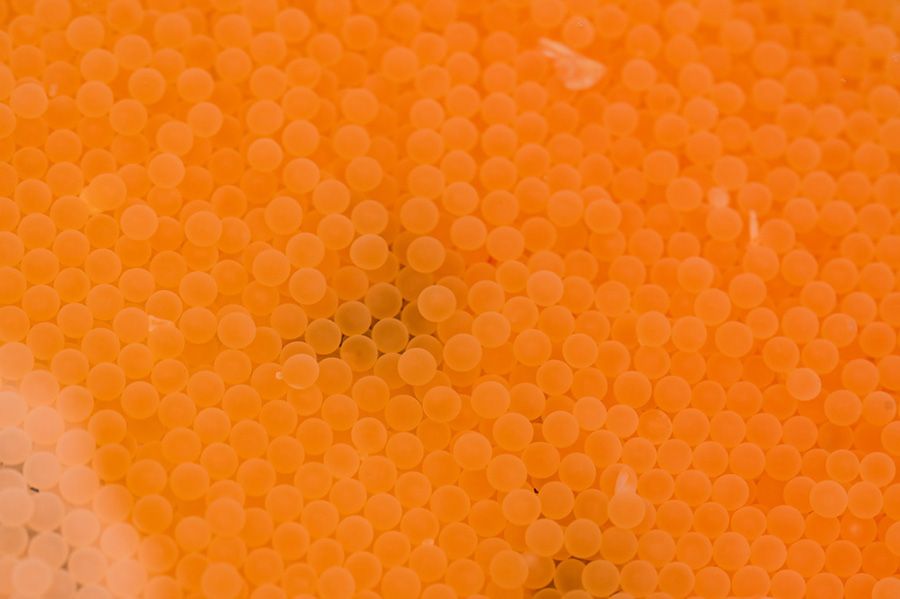 ?лтты? б?р?нш? де?гейде ?ор?алатын жануар - Сычуань-Шэньси Желуо а?серкес? ?олда с?тт? ?с?р?лд?