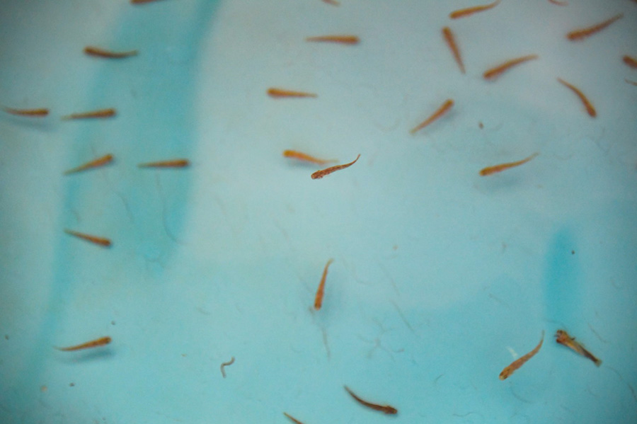 ?лтты? б?р?нш? де?гейде ?ор?алатын жануар - Сычуань-Шэньси Желуо а?серкес? ?олда с?тт? ?с?р?лд?