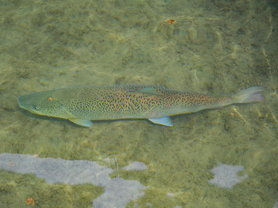 ?лтты? б?р?нш? де?гейде ?ор?алатын жануар - Сычуань-Шэньси Желуо а?серкес? ?олда с?тт? ?с?р?лд?