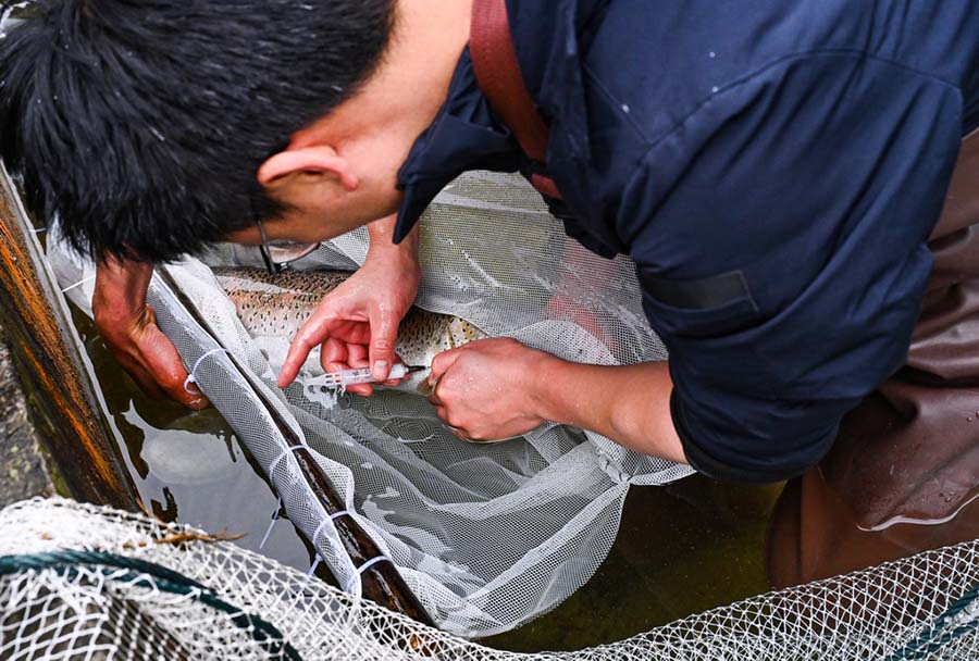 ?лтты? б?р?нш? де?гейде ?ор?алатын жануар - Сычуань-Шэньси Желуо а?серкес? ?олда с?тт? ?с?р?лд?