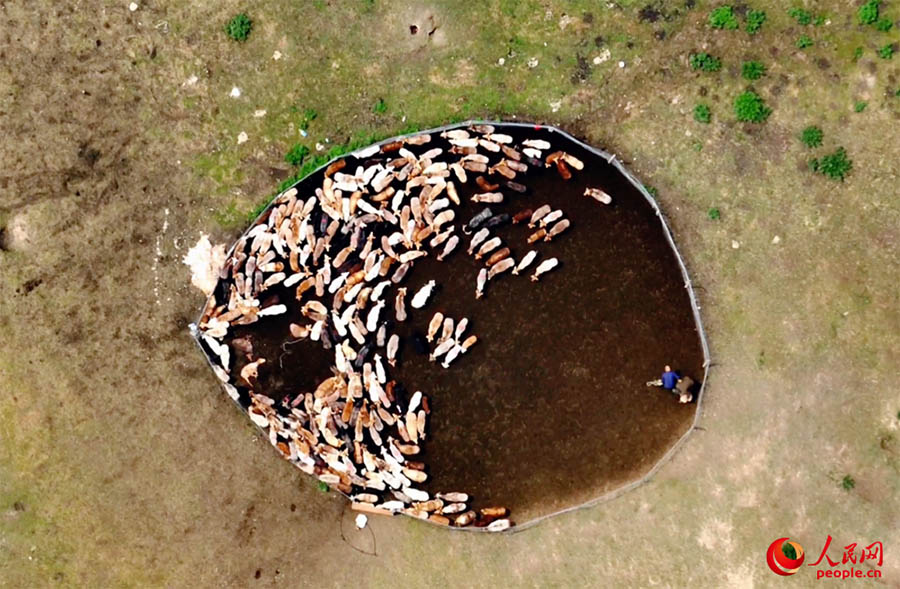 Шы?жа? Тяньшань д?л?з?н?? S101 тасжолы б?р к?нде т?рт мезг?лд? кес?п ?тед?