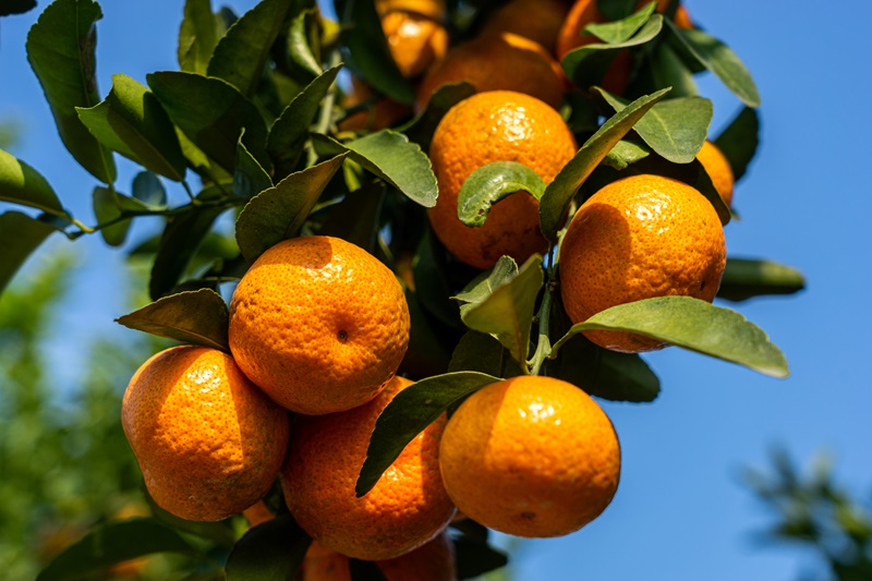 ?ытайды? жа?сы заты - ?антты апельсин