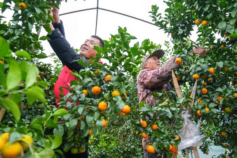 ?ытайды? жа?сы заты - ?антты апельсин