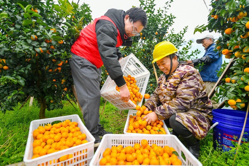 ?ытайды? жа?сы заты - ?антты апельсин