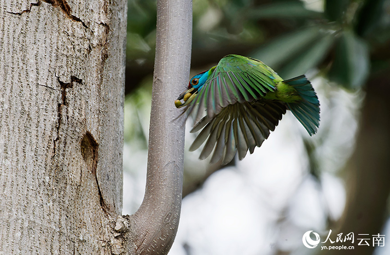 Юньнань ?лкес?ндег? Лушуйда к?к тама? то?ылдауы? балаларын асырап ?б?гер