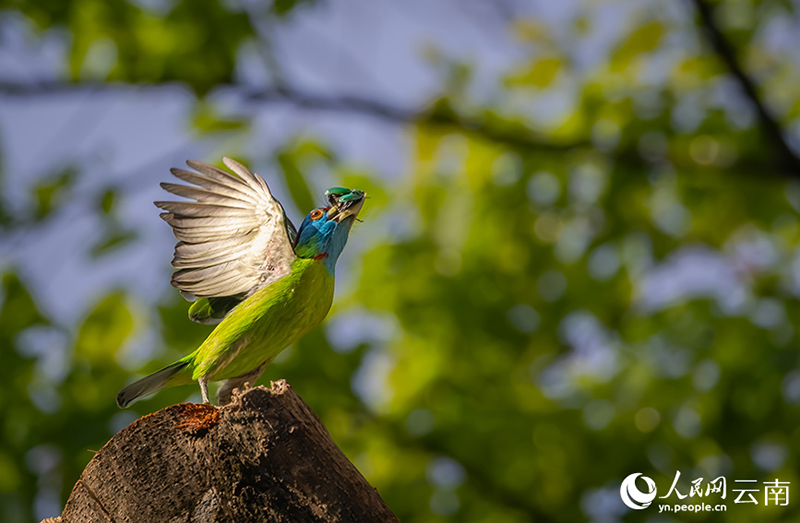 Юньнань ?лкес?ндег? Лушуйда к?к тама? то?ылдауы? балаларын асырап ?б?гер