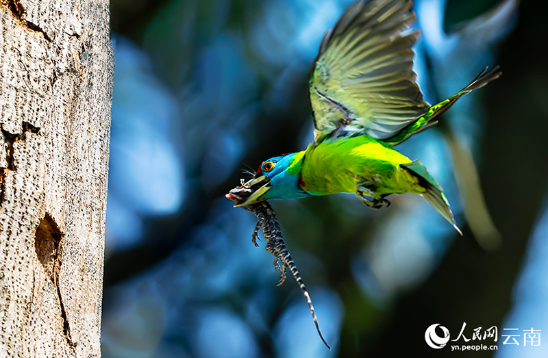 Юньнань ?лкес?ндег? Лушуйда к?к тама? то?ылдауы? балаларын асырап ?б?гер