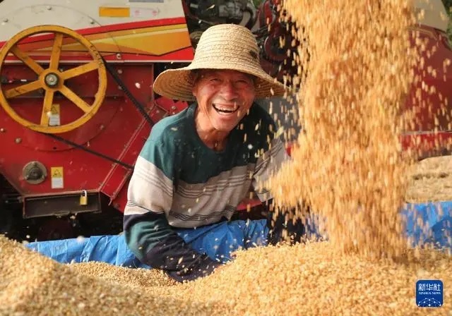 ?Орта жазы?та?ы асты? ?оймасы? бидай ору нау?анына к?рд?