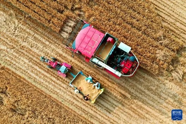 ?Орта жазы?та?ы асты? ?оймасы? бидай ору нау?анына к?рд?