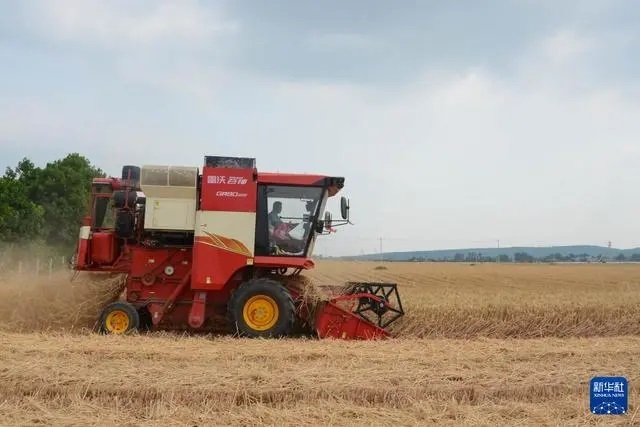 ?Орта жазы?та?ы асты? ?оймасы? бидай ору нау?анына к?рд?