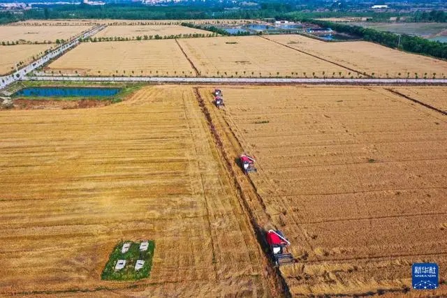 ?Орта жазы?та?ы асты? ?оймасы? бидай ору нау?анына к?рд?