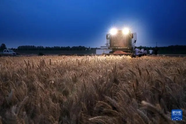 ?Орта жазы?та?ы асты? ?оймасы? бидай ору нау?анына к?рд?