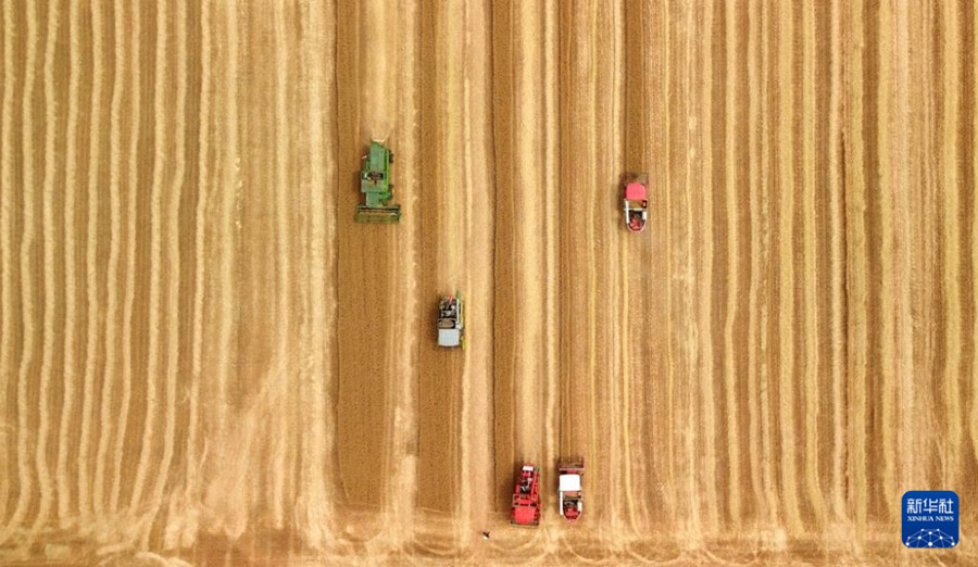 Шаньдунда 4 миллион гектардан астам жерд?? бидайы жинала бастады