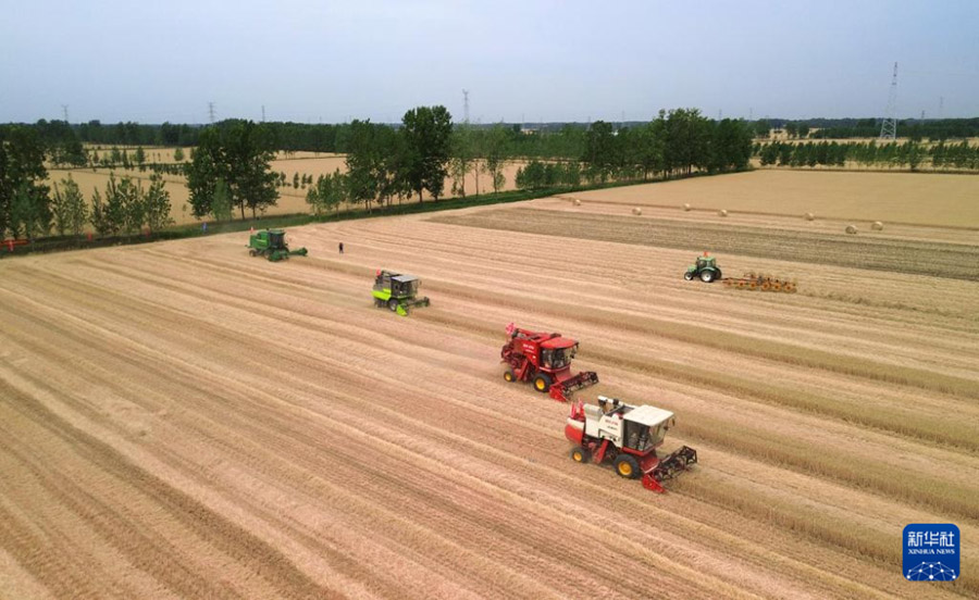 Шаньдунда 4 миллион гектардан астам жерд?? бидайы жинала бастады