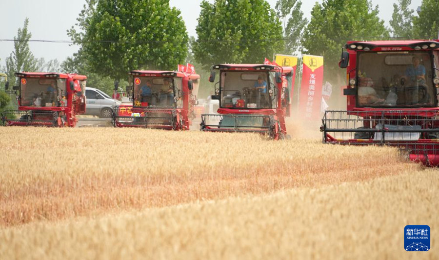 Шаньдунда 4 миллион гектардан астам жерд?? бидайы жинала бастады