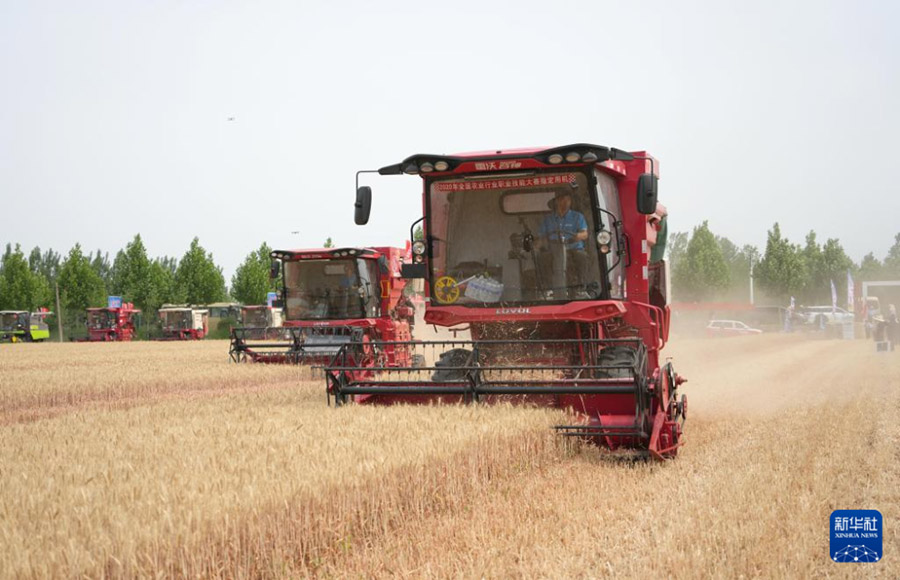 Шаньдунда 4 миллион гектардан астам жерд?? бидайы жинала бастады