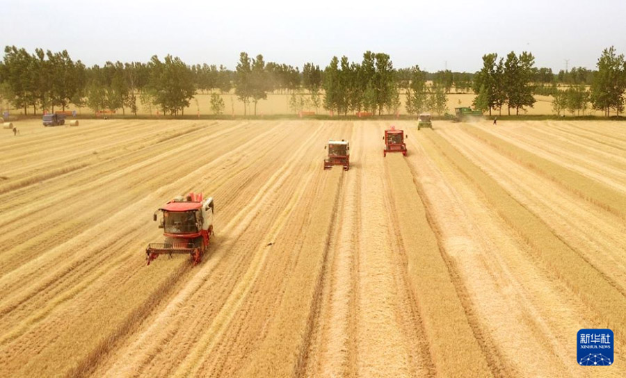 Шаньдунда 4 миллион гектардан астам жерд?? бидайы жинала бастады