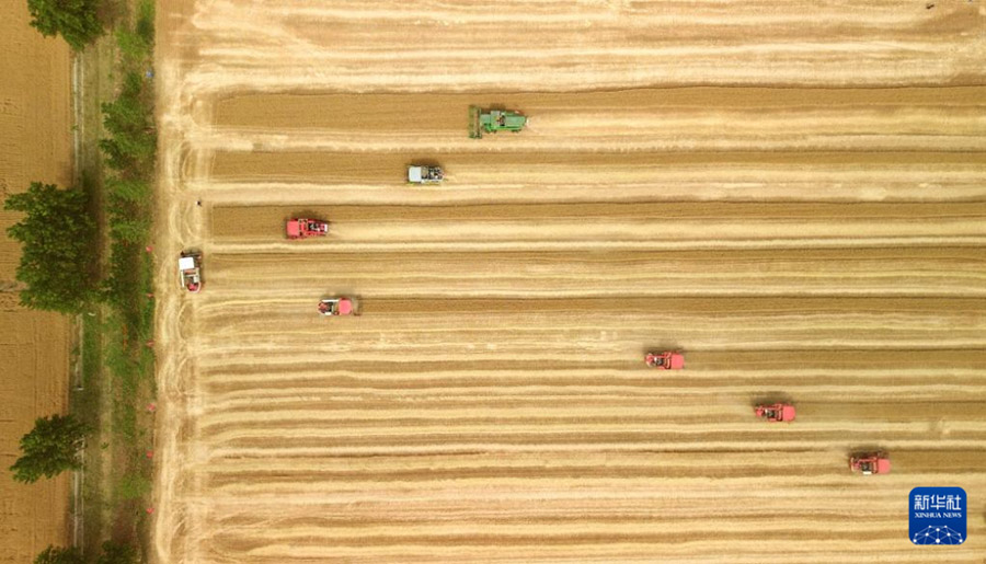 Шаньдунда 4 миллион гектардан астам жерд?? бидайы жинала бастады