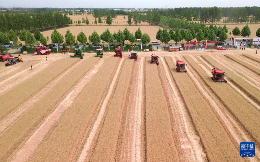 Шаньдунда 4 миллион гектардан астам жерд?? бидайы жинала бастады