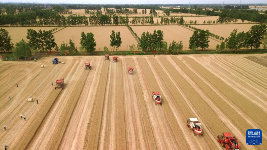 Шаньдунда 4 миллион гектардан астам жерд?? бидайы жинала бастады