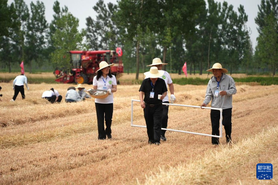 Шаньдунда 4 миллион гектардан астам жерд?? бидайы жинала бастады