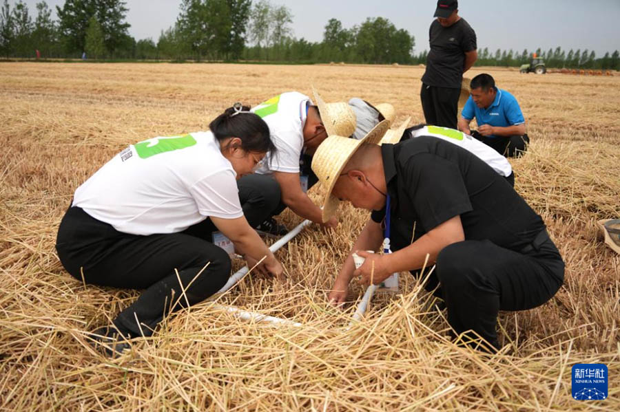 Шаньдунда 4 миллион гектардан астам жерд?? бидайы жинала бастады