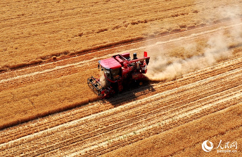 Хэнань ?лкес?н?? Вэйшэ ауданы б?р жа?ынан ег?н жинап, б?р жа?ынан ег?н ег?п жатыр