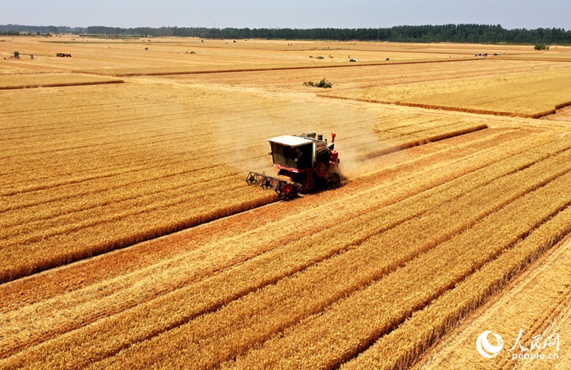 Хэнань ?лкес?н?? Вэйшэ ауданы б?р жа?ынан ег?н жинап, б?р жа?ынан ег?н ег?п жатыр