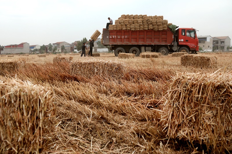 Хэнань ?лкес?н?? Вэйшэ ауданы б?р жа?ынан ег?н жинап, б?р жа?ынан ег?н ег?п жатыр