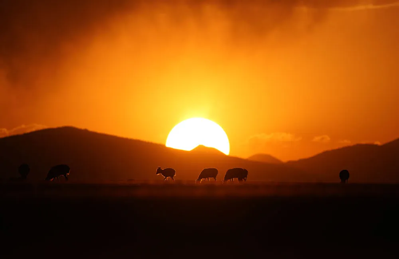 Сицзан б?кендер?н?? т?лдеу маусымы басталды