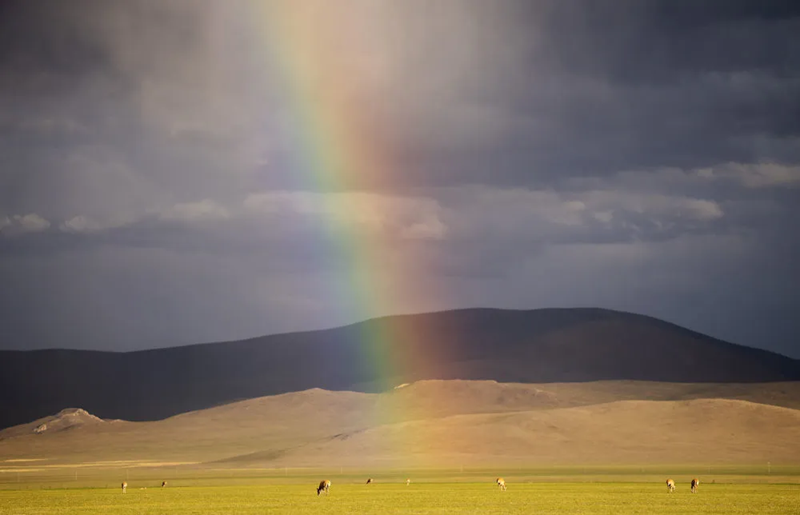 Сицзан б?кендер?н?? т?лдеу маусымы басталды