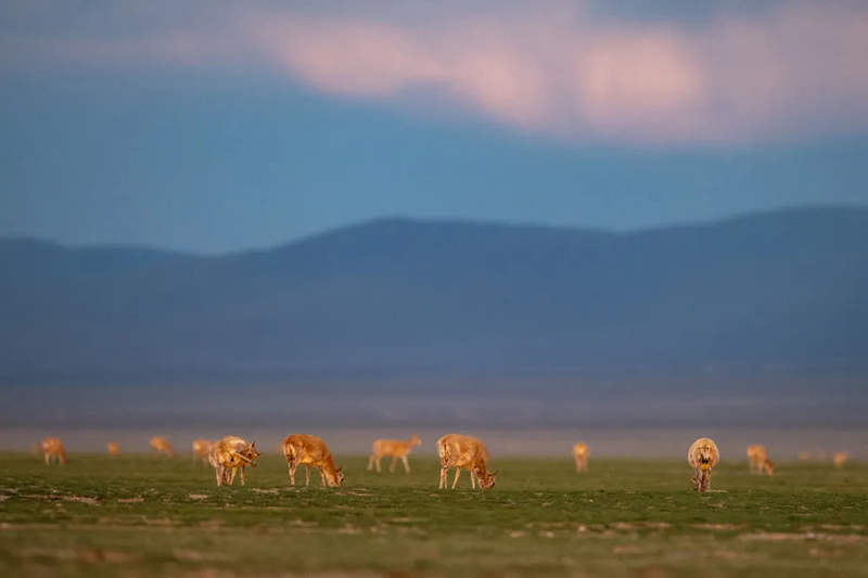 Сицзан б?кендер?н?? т?лдеу маусымы басталды