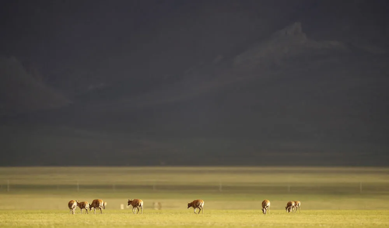 Сицзан б?кендер?н?? т?лдеу маусымы басталды