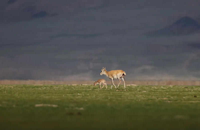 Сицзан б?кендер?н?? т?лдеу маусымы басталды