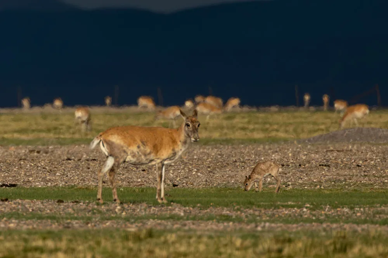 Сицзан б?кендер?н?? т?лдеу маусымы басталды