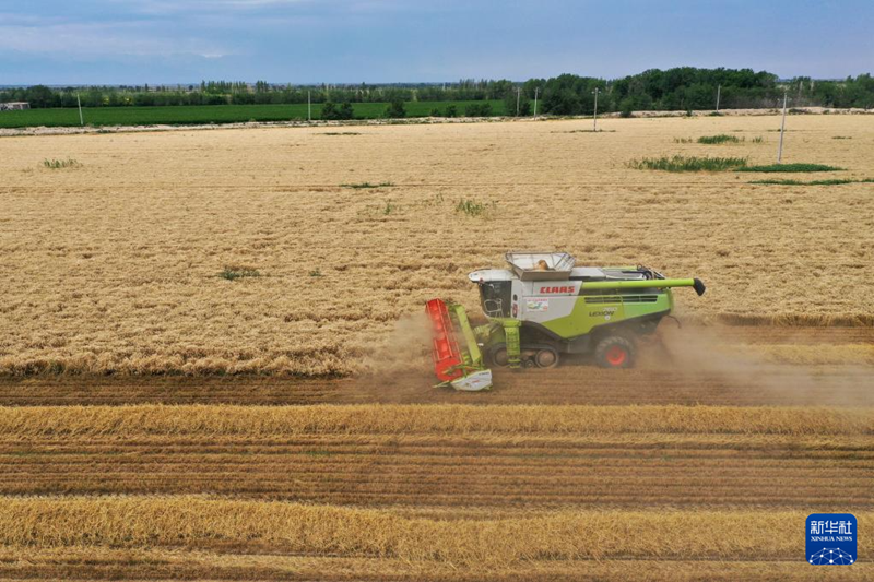 ?ытайды? Шы?жа?ында?ы Тяньшань тауыны? етег?нде бидай ору маусымы басталды