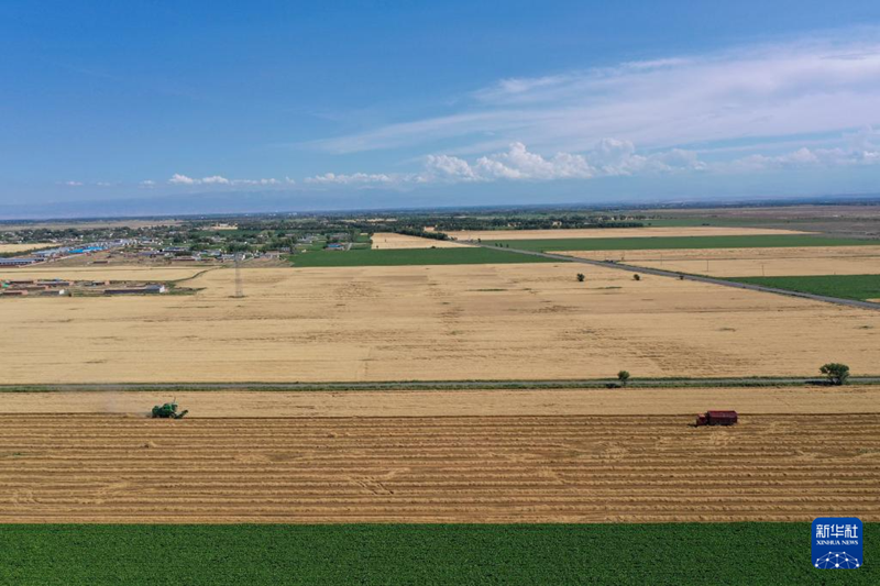 ?ытайды? Шы?жа?ында?ы Тяньшань тауыны? етег?нде бидай ору маусымы басталды